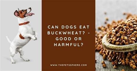 Buckwheat And Dogs