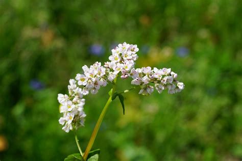 Buckwheat Blossom