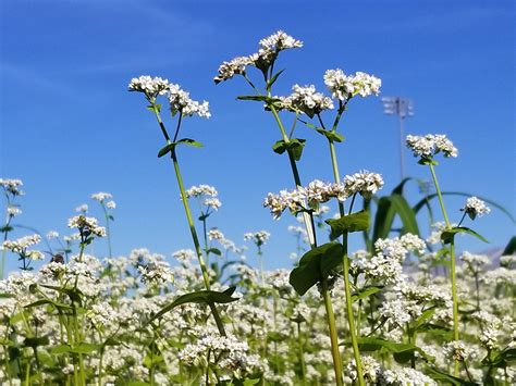 The Amazing Benefits Of Buckwheat Plant
