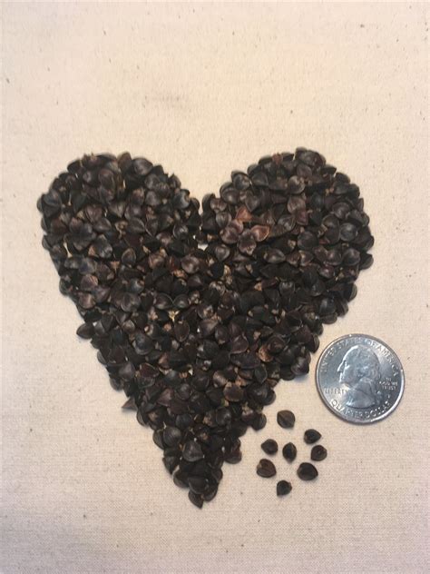 Buckwheat Seeding Rate