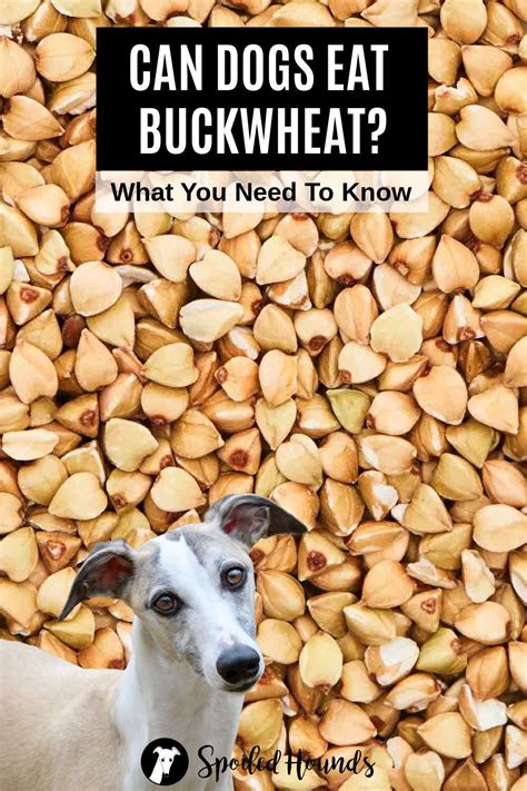 Buckwheat To Dog