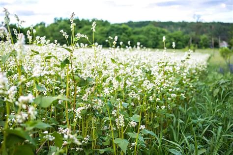 Buckwheat Usda