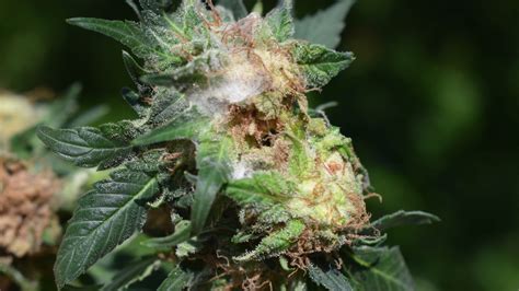 bud rot resistant marijuana strains