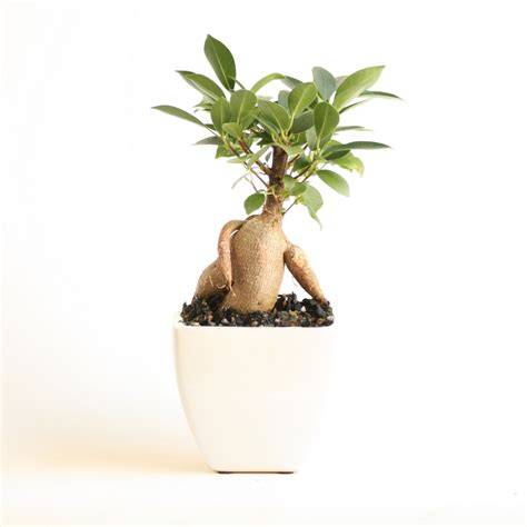 Little Bonsai Love Tree (Buddha Belly Fig) Fleurieu Gifts