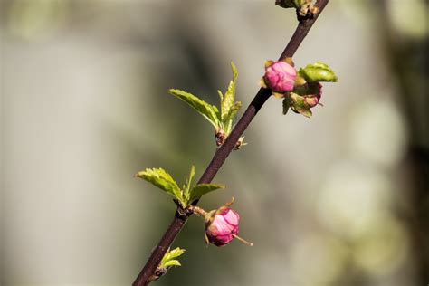 Budding Tree Care