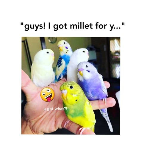 Budgie Bird Meme