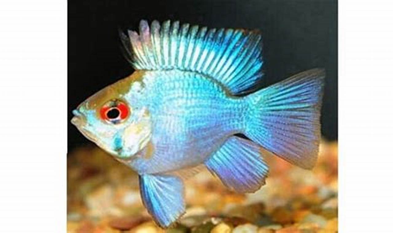 Tips Penting Budidaya Ikan Blue Elektrik, Diprediksi Sukses!