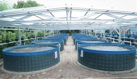 Panduan Teknik Budidaya Nila Sistem Bioflok Yang Benar - Alfa Farm