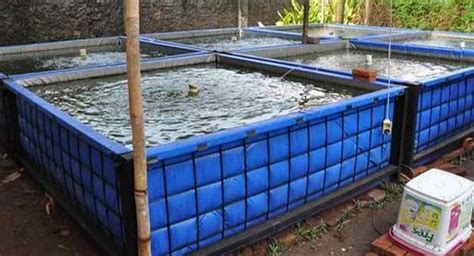 Panduan PRAKTIS Budidaya Ikan Patin di Kolam Terpal Taman Inspirasi SAFA