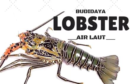 Budidaya Lobster Air Tawar: Potensi dan Prospek di Indonesia Taman Inspirasi SAFA