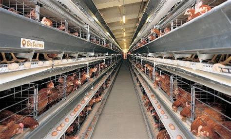 BUDIDAYA AYAM PETELUR SKALA RUMAH TANGGA Bisnis Ayam Kampung