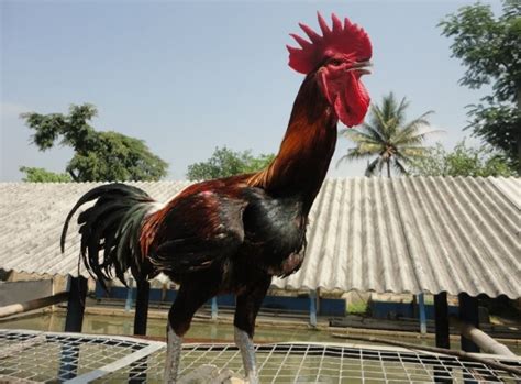 Budidaya Ayam Pelung ayampelung