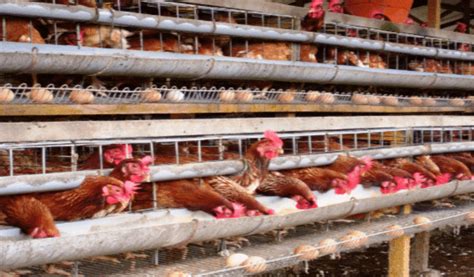 hasil budidaya ayam petelur adalah