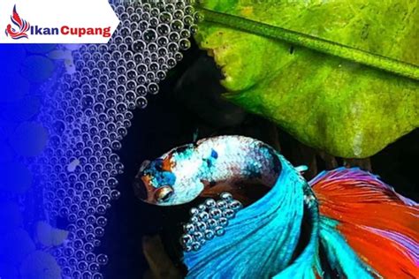 Budidaya Ikan Cupang untuk Pemula