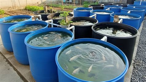 5 Cara Mudah Budidaya Lele Dalam Drum Plastik Agrozine