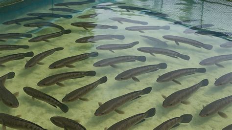 Cara Budidaya Manfaat Dan Mancing Ikan Gabus Terbesar Di Dunia Info