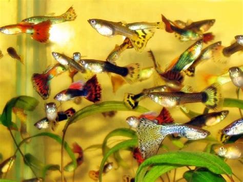 Yuk, Memulai Bisnis Budidaya Ternak Ikan Nila