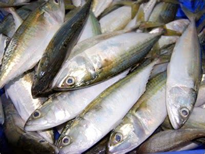Sekarang Para Pembudidaya Ikan Kecil Bisa Dapatkan Asuransi Berdesa