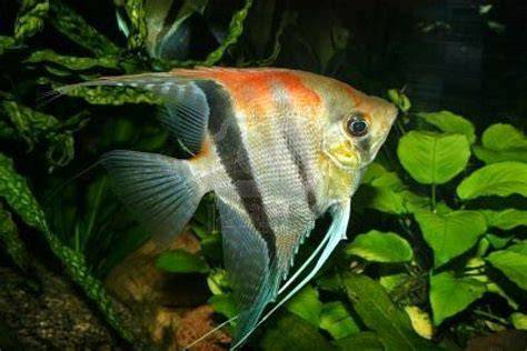 Peluang Usaha Budidaya Ikan Manfish Dan Analisa Usahanya Agrowindo