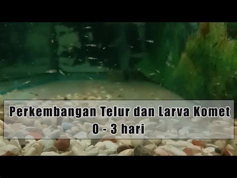 Rahasia Budidaya Ikan Mas Komet dan Perawatan Telurnya, Temukan Terobosan Baru!