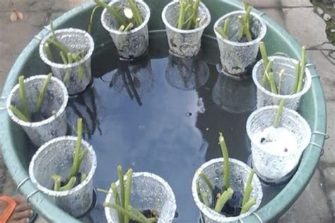 jendela fedrianto budidaya ikan lele dalam ember" Irittt..