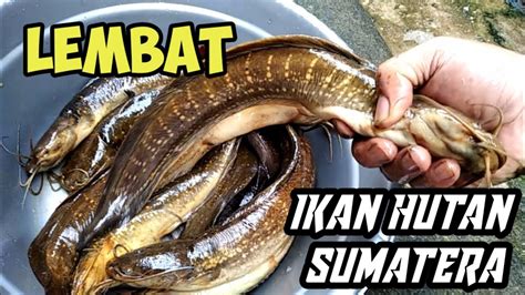 MANCING IKAN LELE LEMBAT DI SEMAK SEMAK RAWA YANG TERSEMBUNYI YouTube