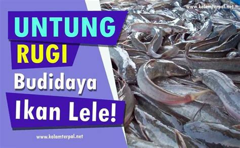 Cara Budidaya Lele Kolam Terpal, Coba Tips Lengkap Berikut Dunia Akuarium