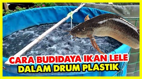 budidaya lele YouTube