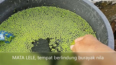 MENGENAL HAMA TANAMAN Panduan budidaya ikan lele