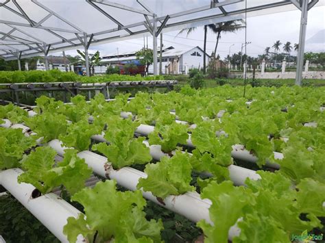 5 Langkah Budidaya Selada Hidroponik dengan Mudah Pak Tani Digital
