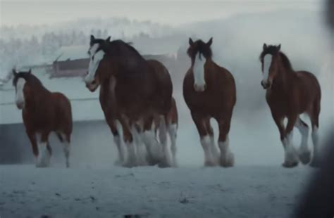 budweiser's new clydesdale super bowl ad