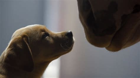 budweiser super bowl commercial puppy love