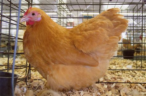 buff orpington chickens for sale texas