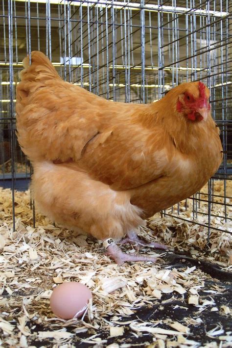 buff orpington chickens for sale uk