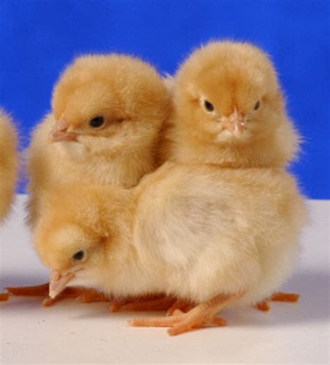 buff orpington chicks for sale