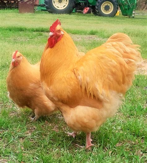 buff orpington hens and roosters