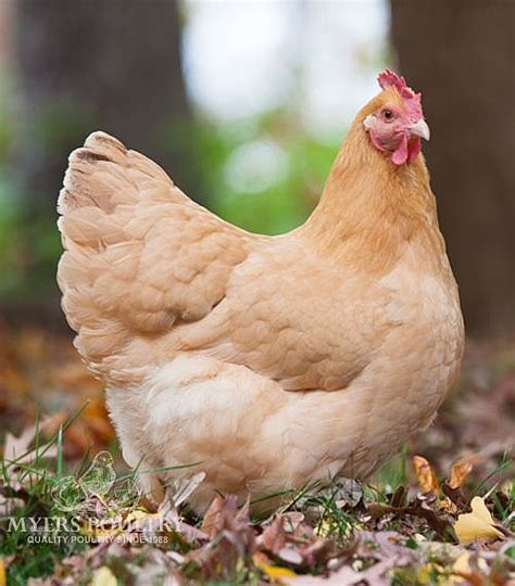 buff orpington rooster for sale near me