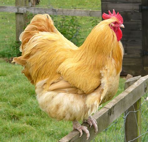 buff orpington rooster pictures