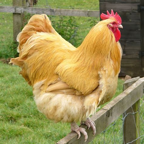 buff orpington rooster size