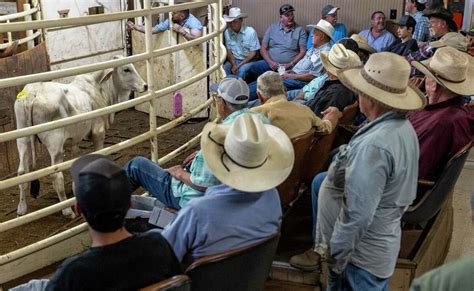 buffalo tx cattle auction