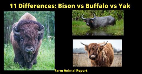 buffalo vs yak