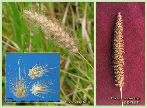 buffel grass seed