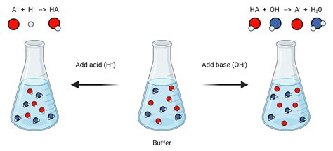 Buffer In Biology Example