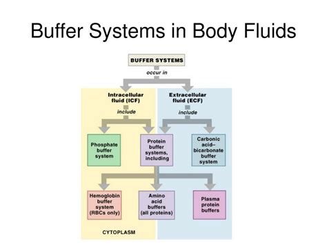 Buffer In Body Fluids