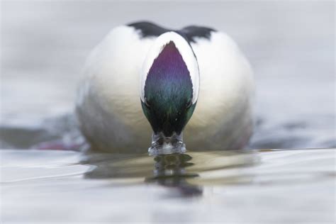 Bufflehead Underwater