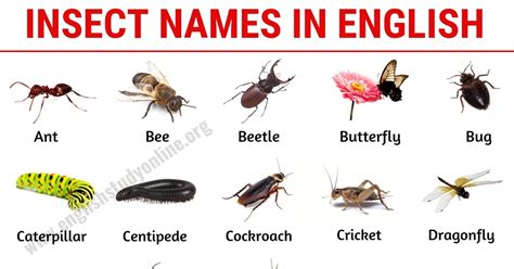 bug meaning in tamil with example pdf