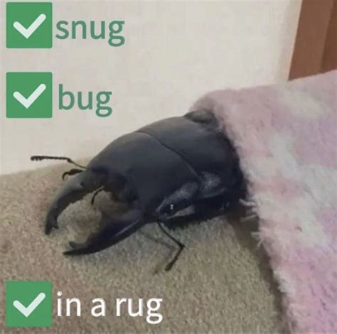 Bug Meme