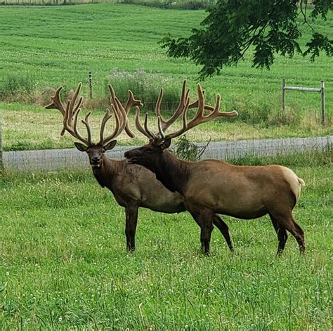 Bugle Point Elk Ranch