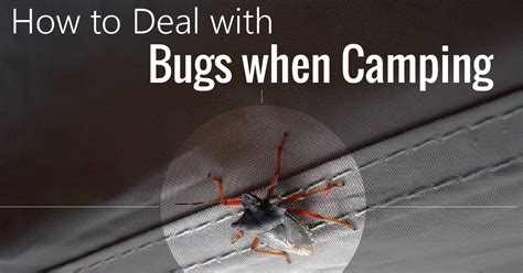 Bugs And Camping