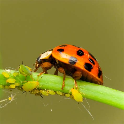 Bugs Eat Aphids